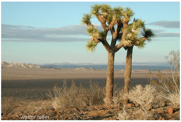 A desert view