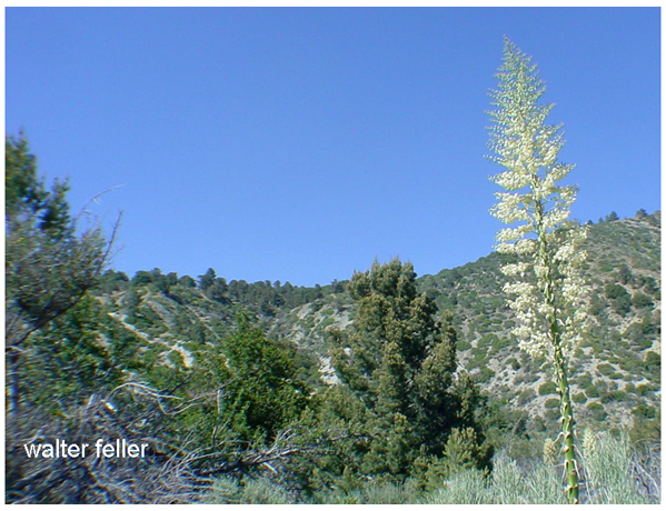 Slover Canyon, Lone Pine Canyon, Cajon Pass, Swarthour Valley