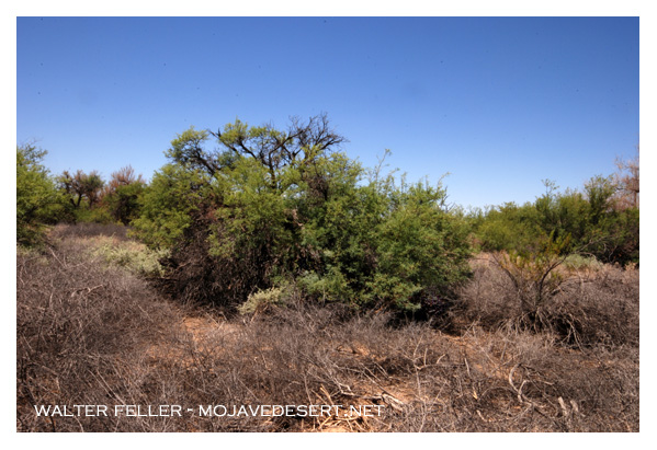 Mesquite tree in bosque, Moapa valley