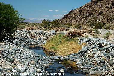 Salt Creek Desert Riparian